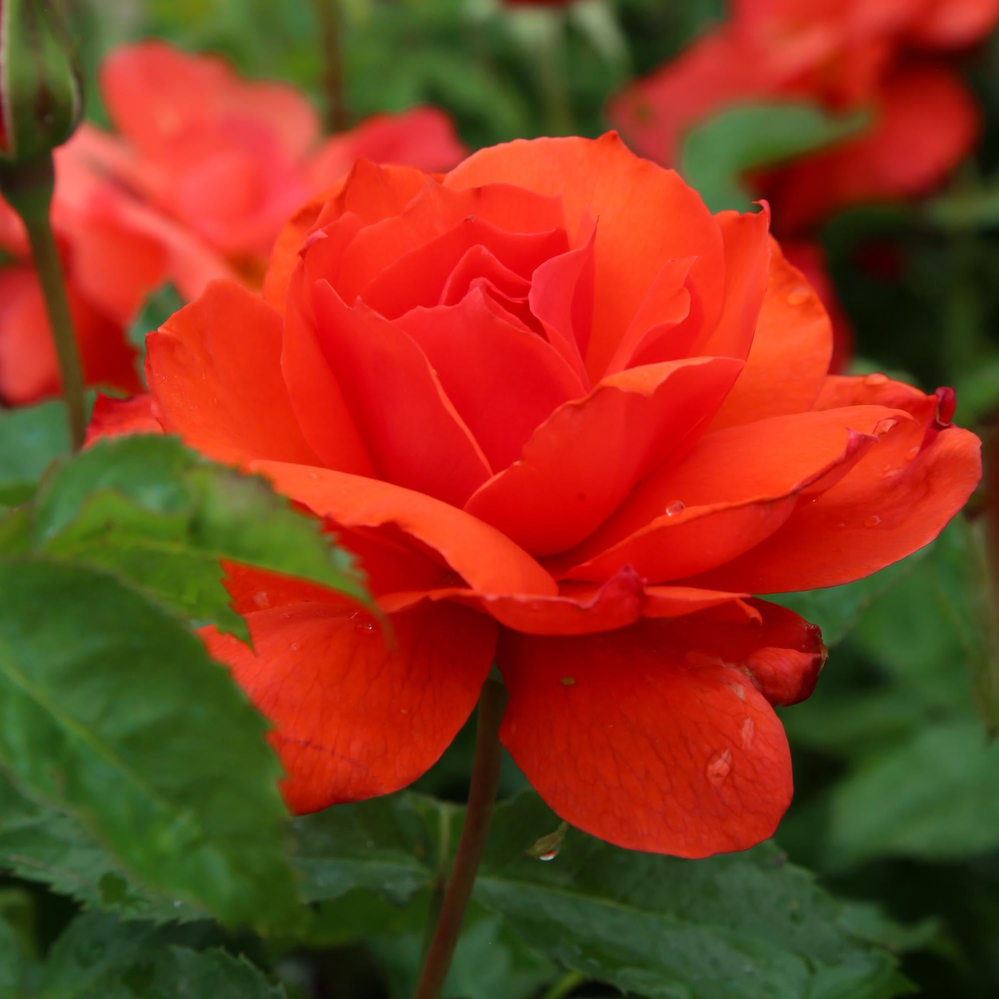 Nelson Mandela | Orange Floribunda Rose Bush – Heirloom