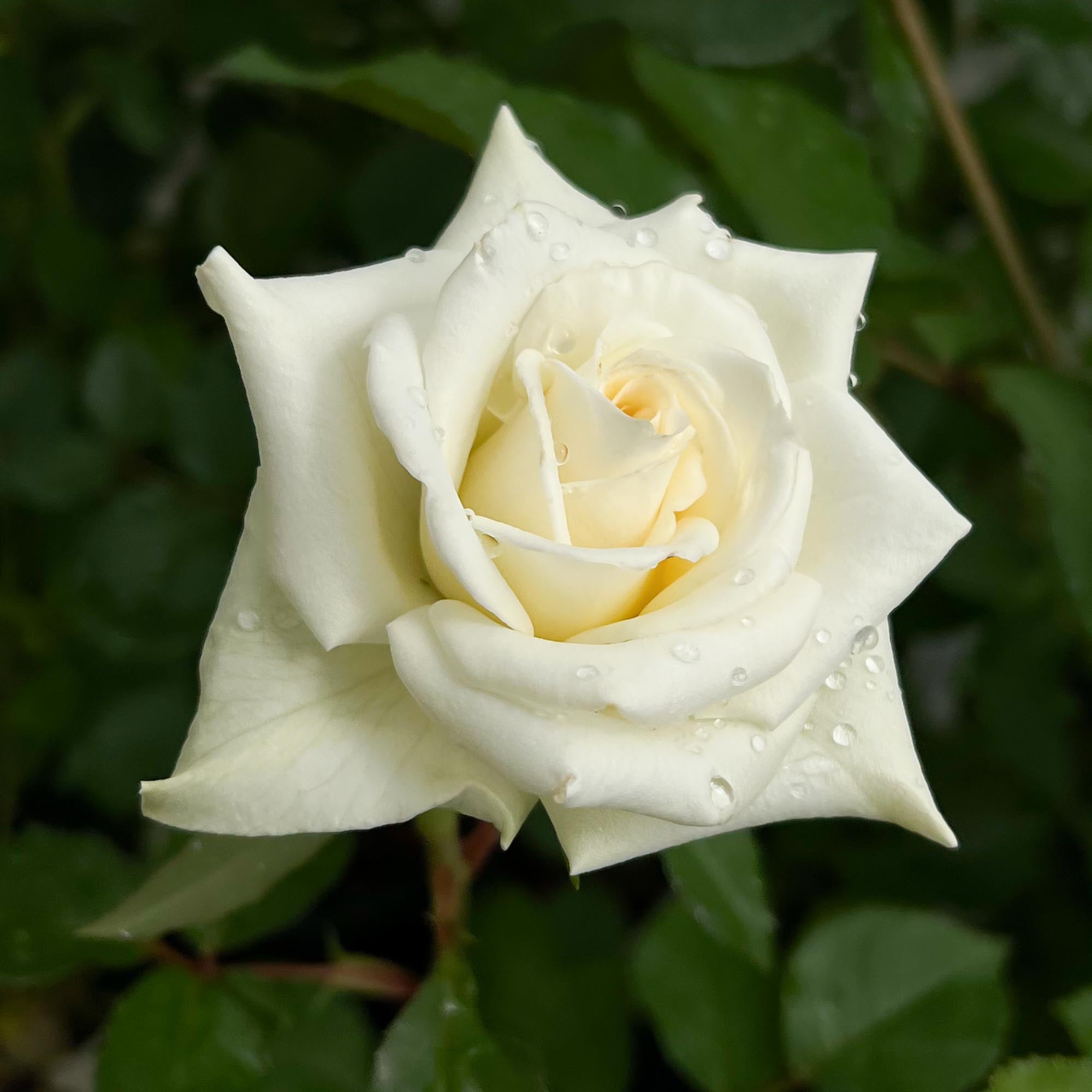 Nona | White Floribunda Rose Bush – Heirloom