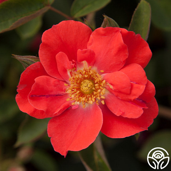 Orange Floorshow Landscape Rose | Fragrant Rose Plant – Heirloom
