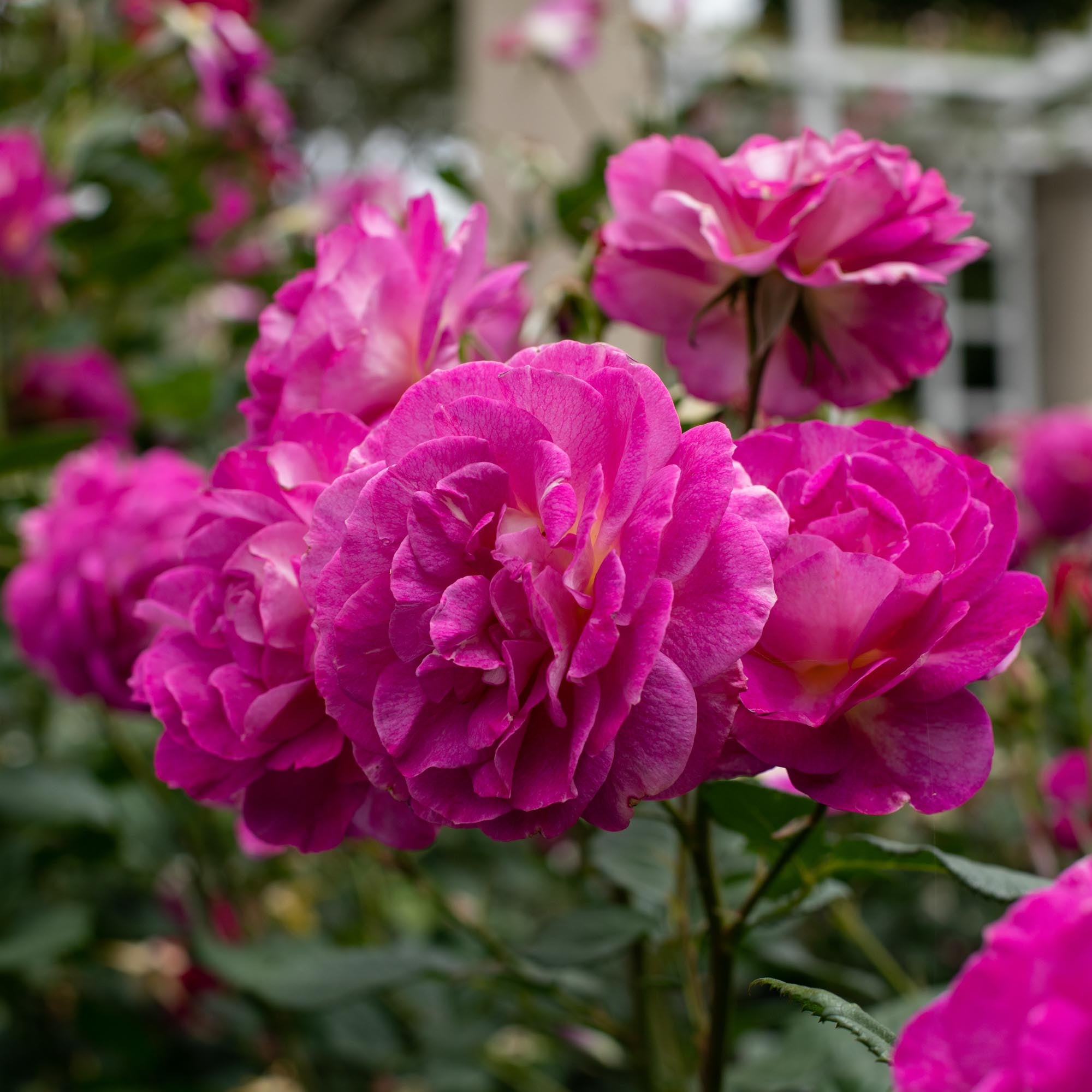Outta The Blue Shrub Rose | Purple Rose Plant – Heirloom