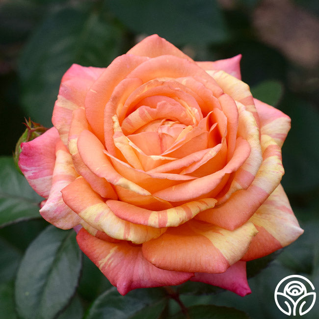 Peach Swirl™ Rose - Calloway's Nursery