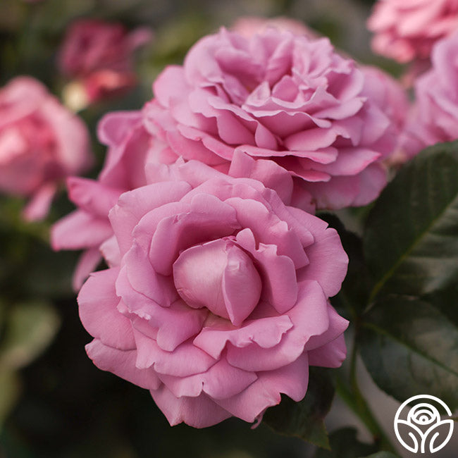 Perfumed Kiss®