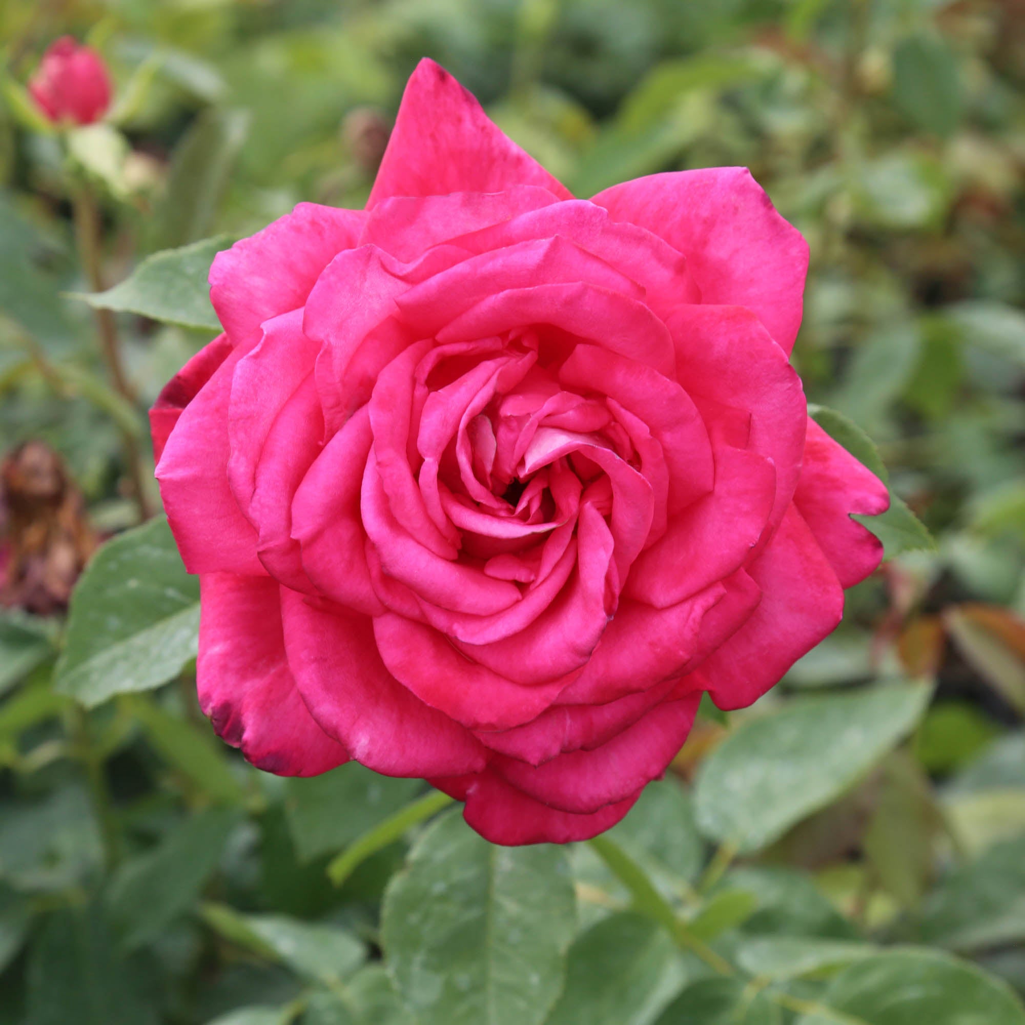 RE-MENT Petit Flower 1. ローズ・ガーデン Peter Mayle Hybrid Tea Rose | Fragrant Rose Plant – Heirloom
