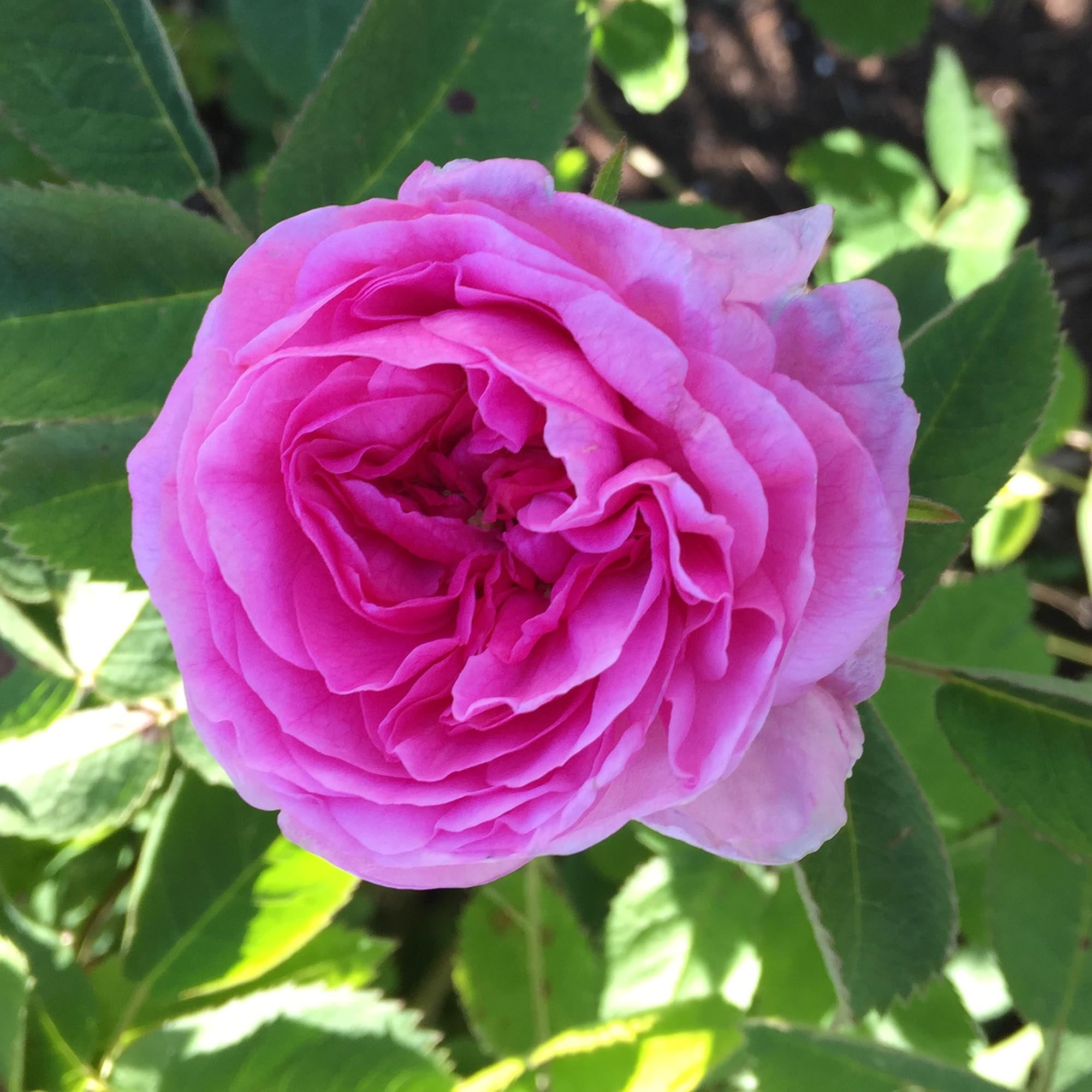 Petite de Holland Centifolias Rose | Fragrant Rose Bush – Heirloom Petite de Holland Centifolias Rose | Fragrant Rose Bush – Heirloom