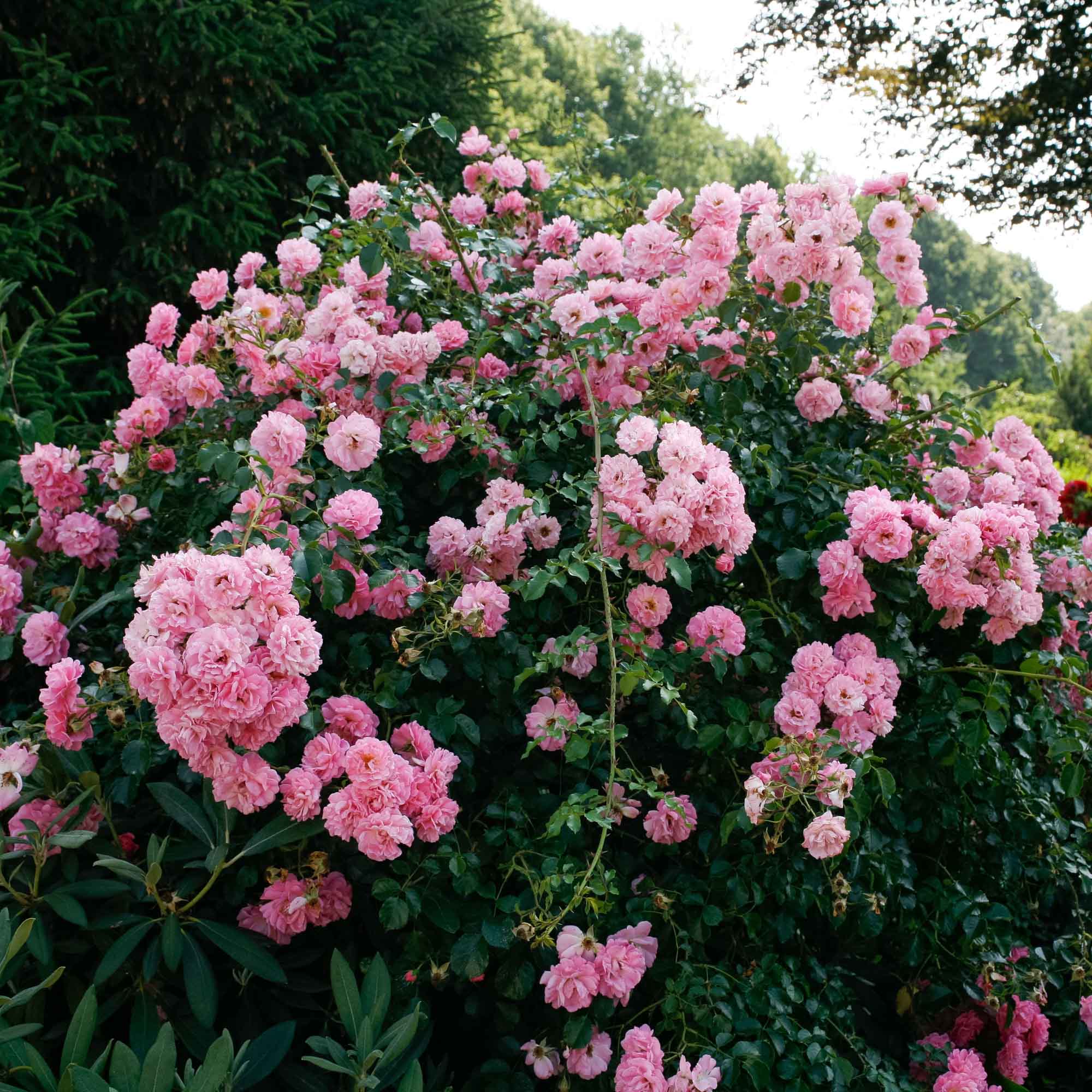 ローズペンスタンド　FARM HOUSE レア Pheasant Rambler Rose | Heirloom