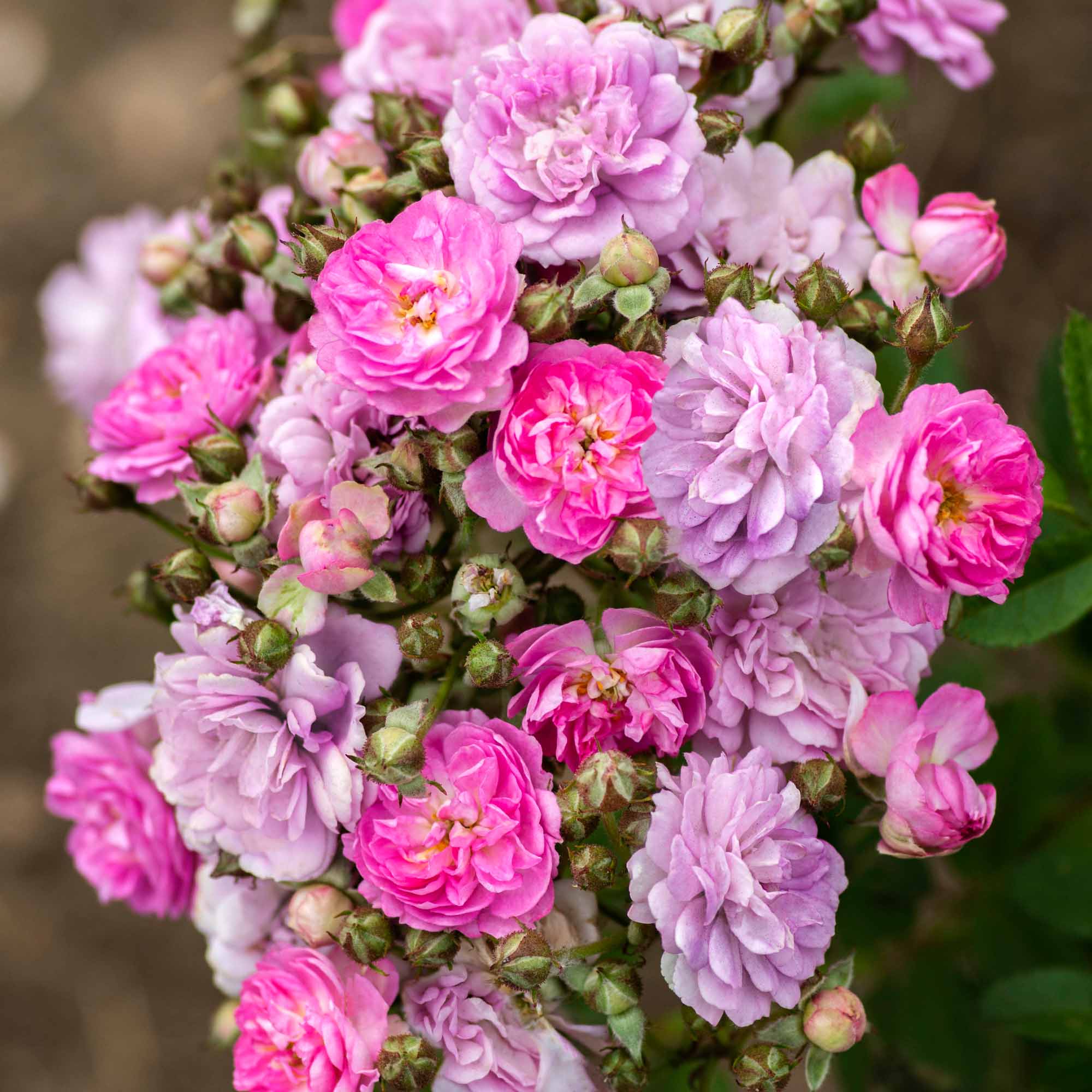 Pretty Polly® Lavender | Purple Shrub Rose Bush – Heirloom