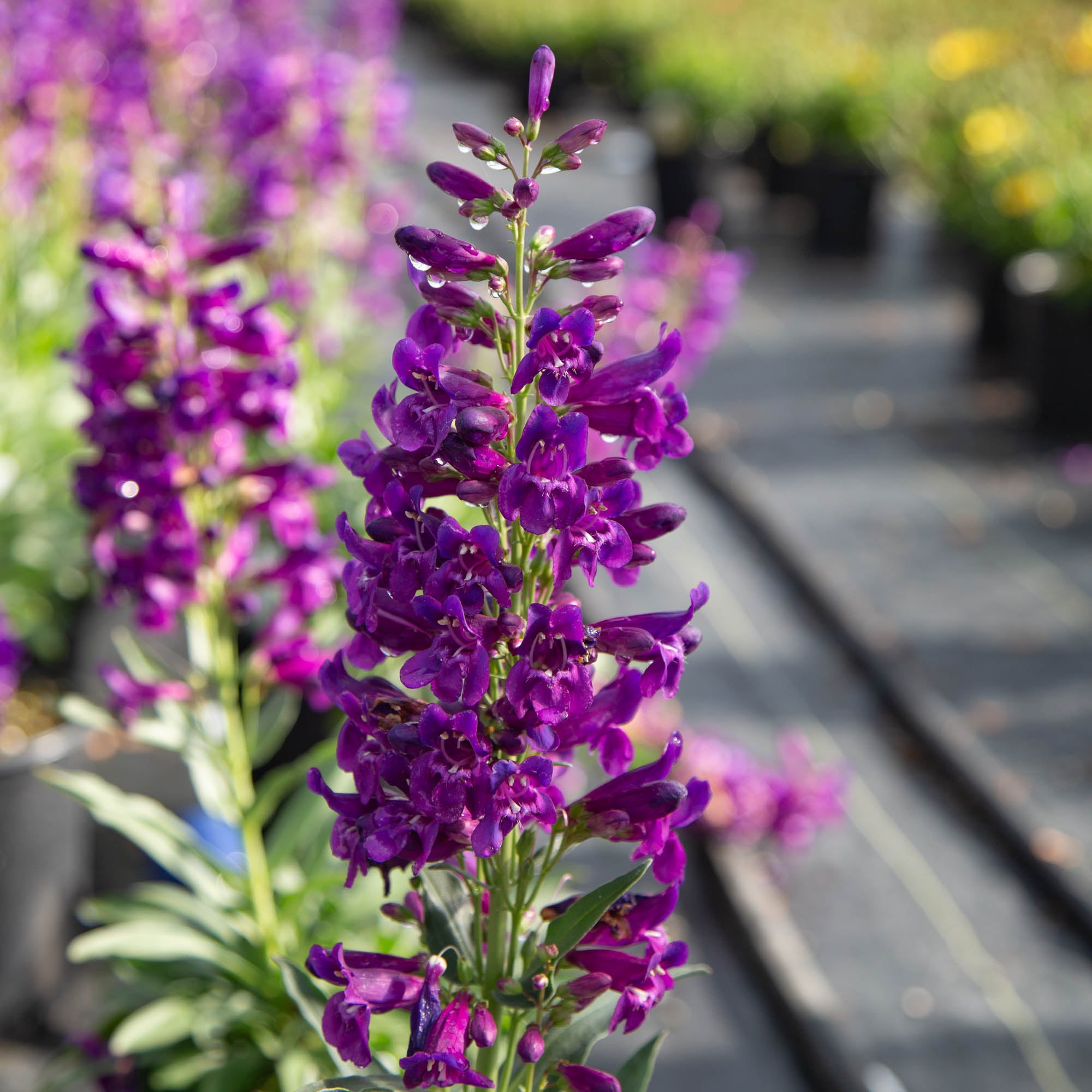 lavender lilac plant Pristine Lilac Purple – Heirloom