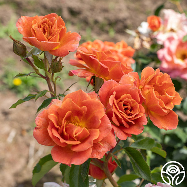 Pumpkin Patchâ„¢