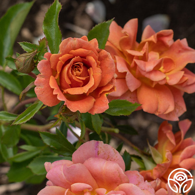 Pumpkin Patchâ„¢