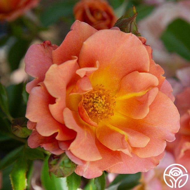 Pumpkin Patchâ„¢