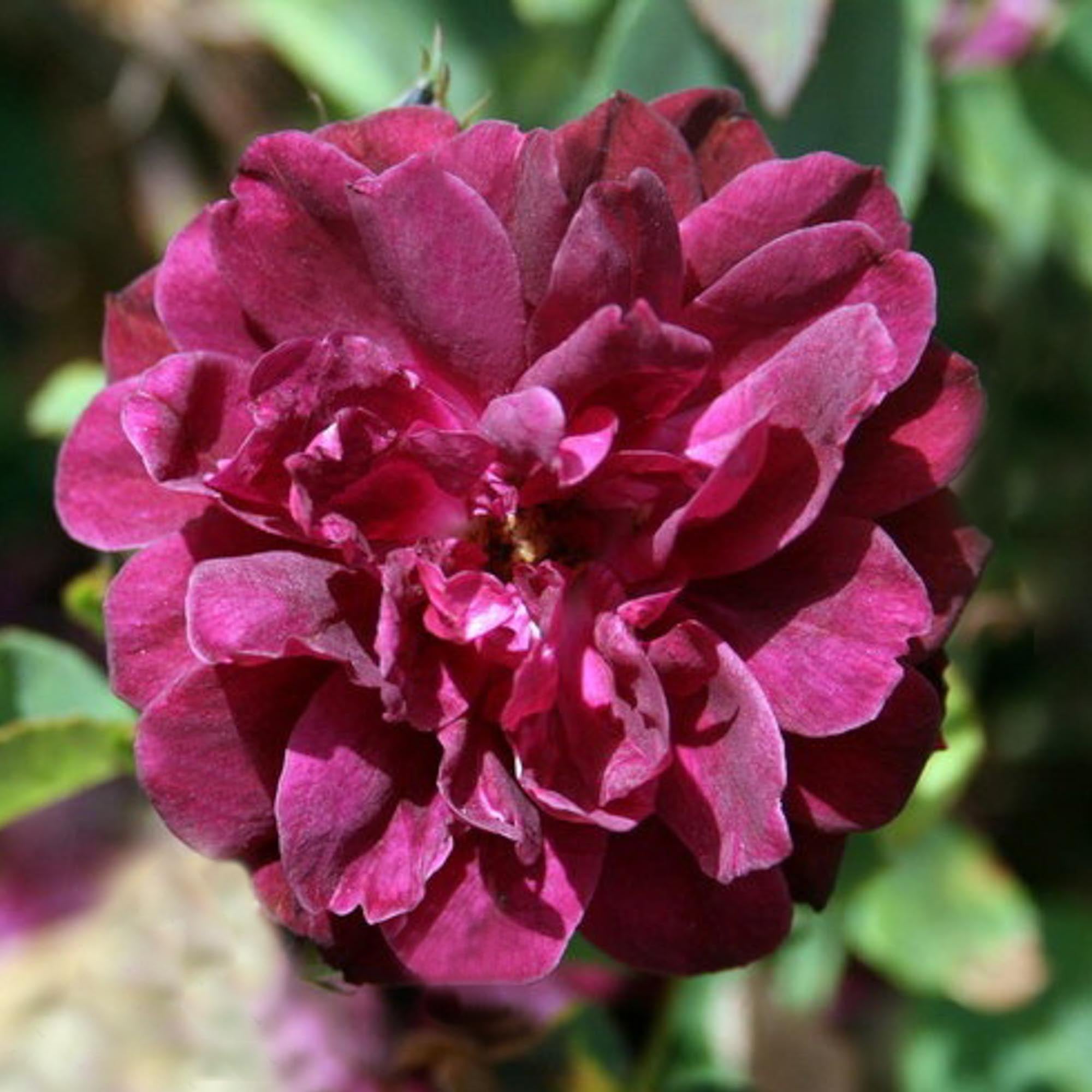 Purple Buttons | Purple Shrub Rose Bush – Heirloom
