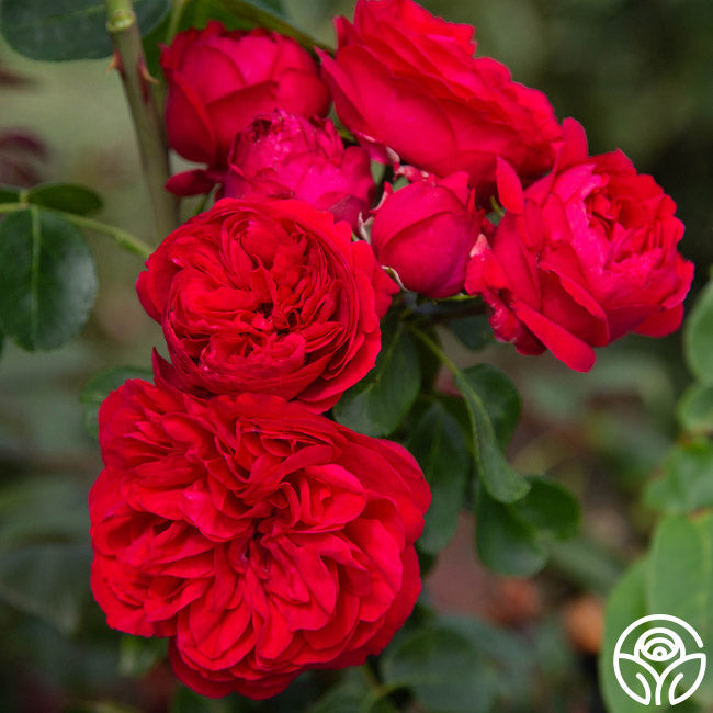 Red Eden®