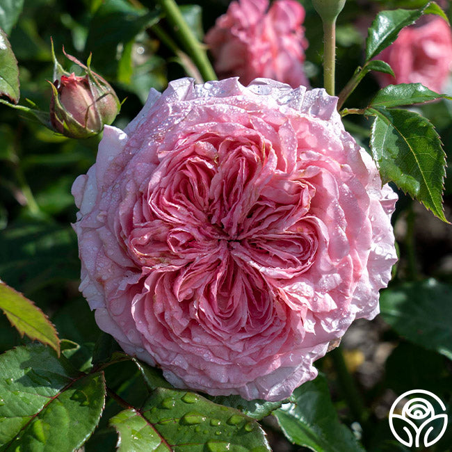 Romantica® Ball Gown Hybrid Tea Rose | Heirloom