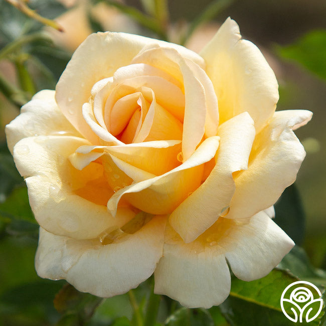 Sand Castle | Yellow Hybrid Tea Rose Bush – Heirloom Roses
