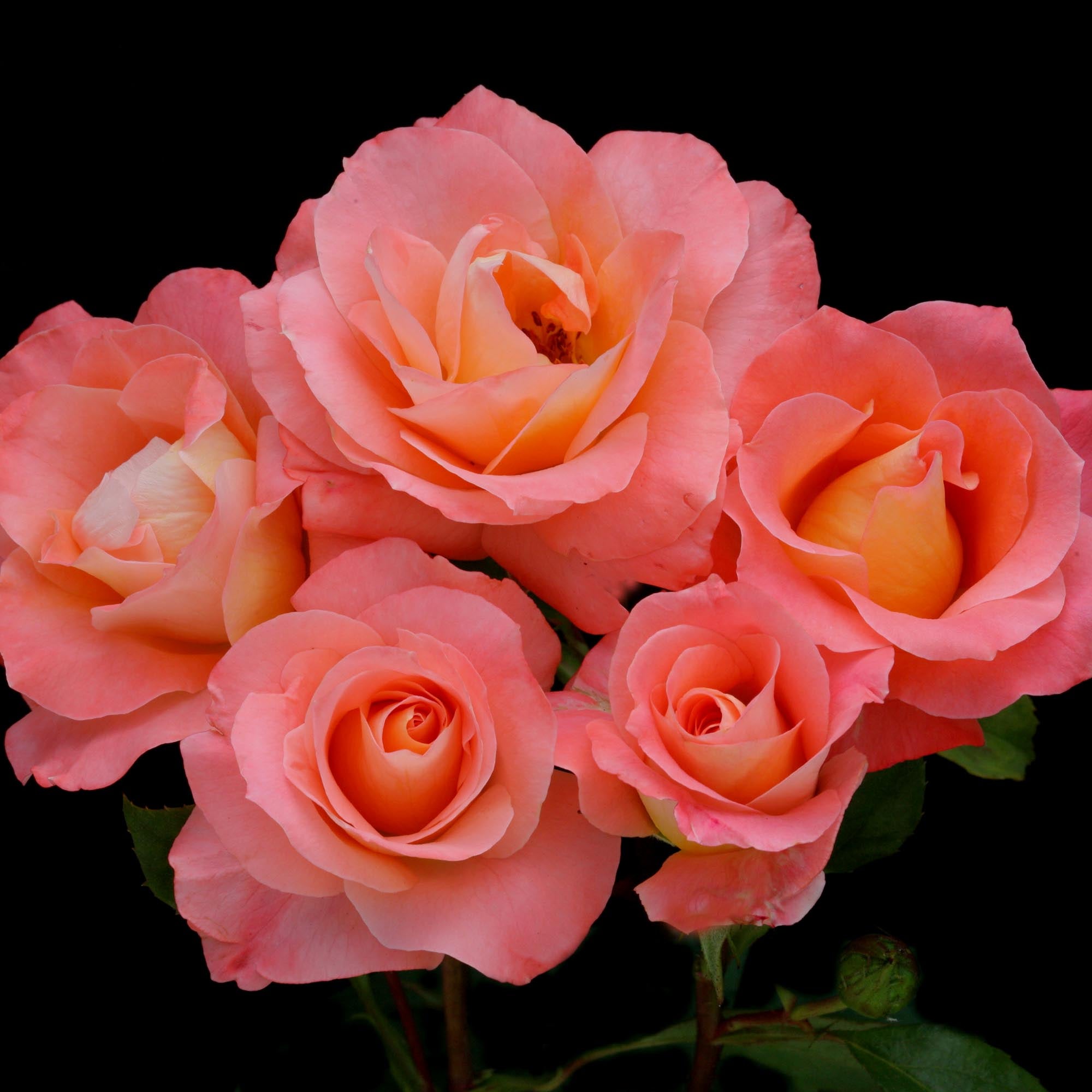 ☆美品☆OREN Blooming Rose Pearl One Piece Sea Pearl Floribunda Rose | Pink Rose Bush – Heirloom