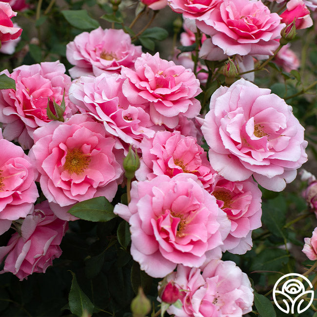 September Song Hardy Rose | Colorful Rose Bush – Heirloom