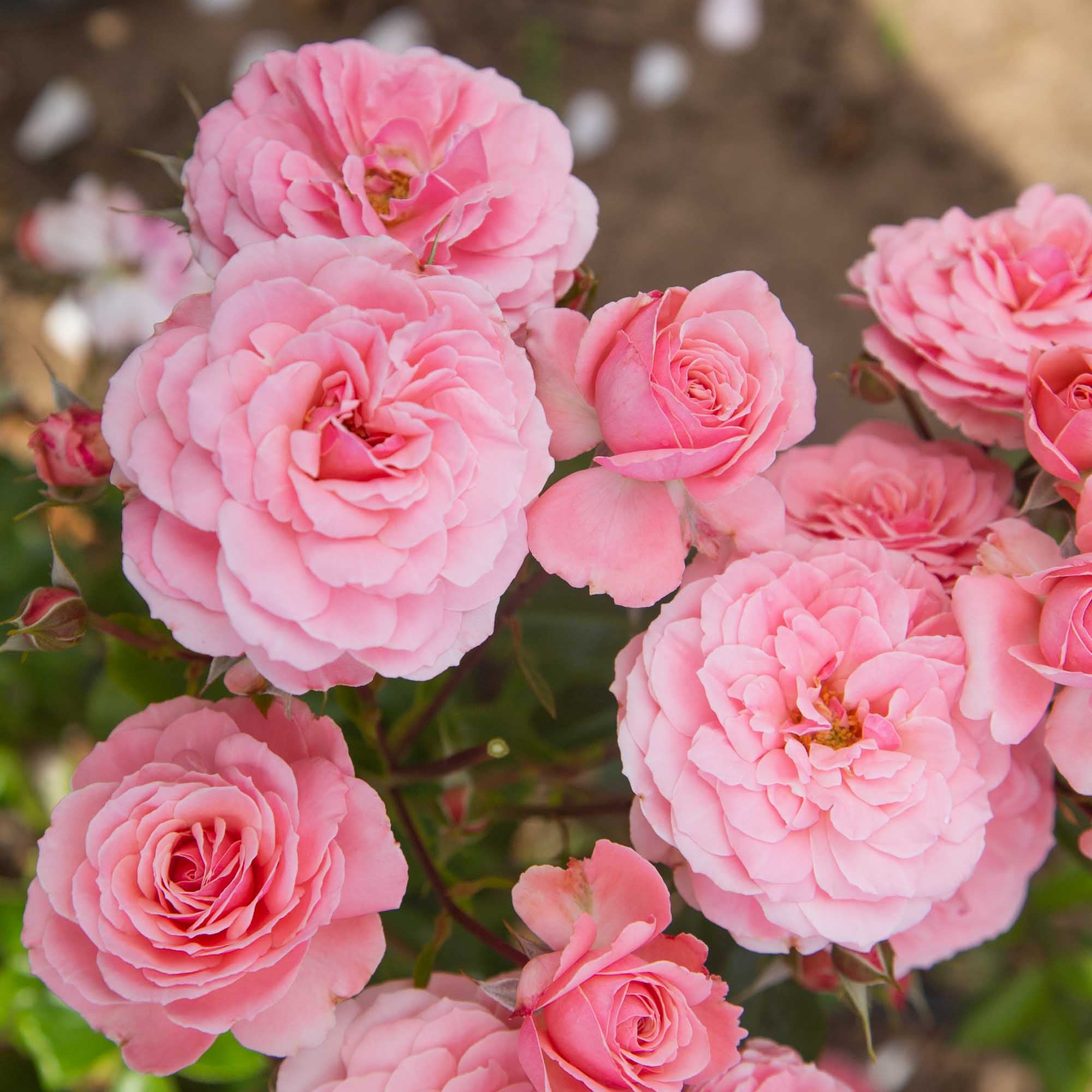 Sexy Rexy Floribunda Rose | Pink Rose Plant – Heirloom