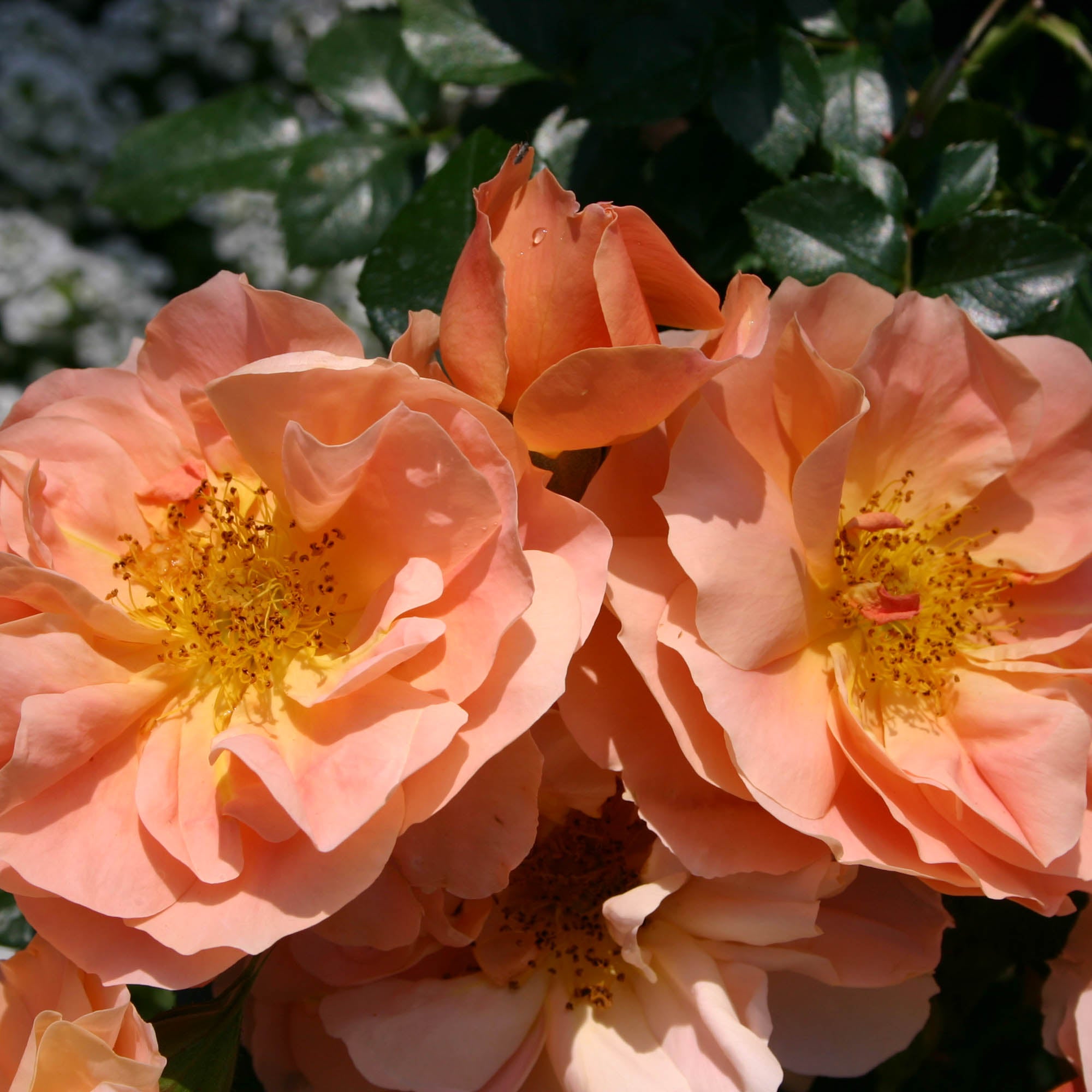 Sunbelt Sierra Lady Floribunda Rose | Orange Rose Bush – Heirloom