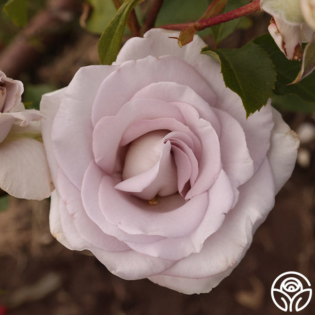 Stainless Steel Hybrid Tea Rose | Fragrant Rose Bush – Heirloom Roses