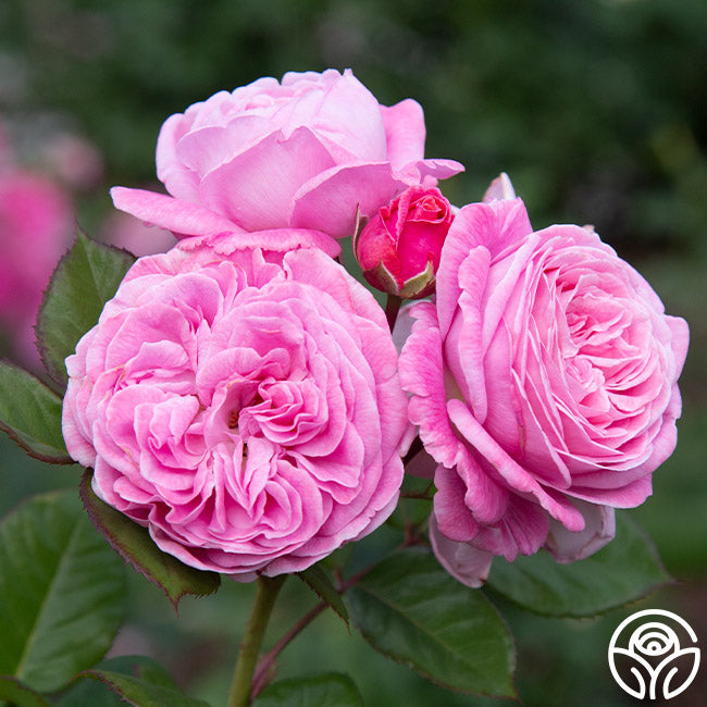 Summer Romance Rose - - Exceptionally Fragrant – Heirloom Roses