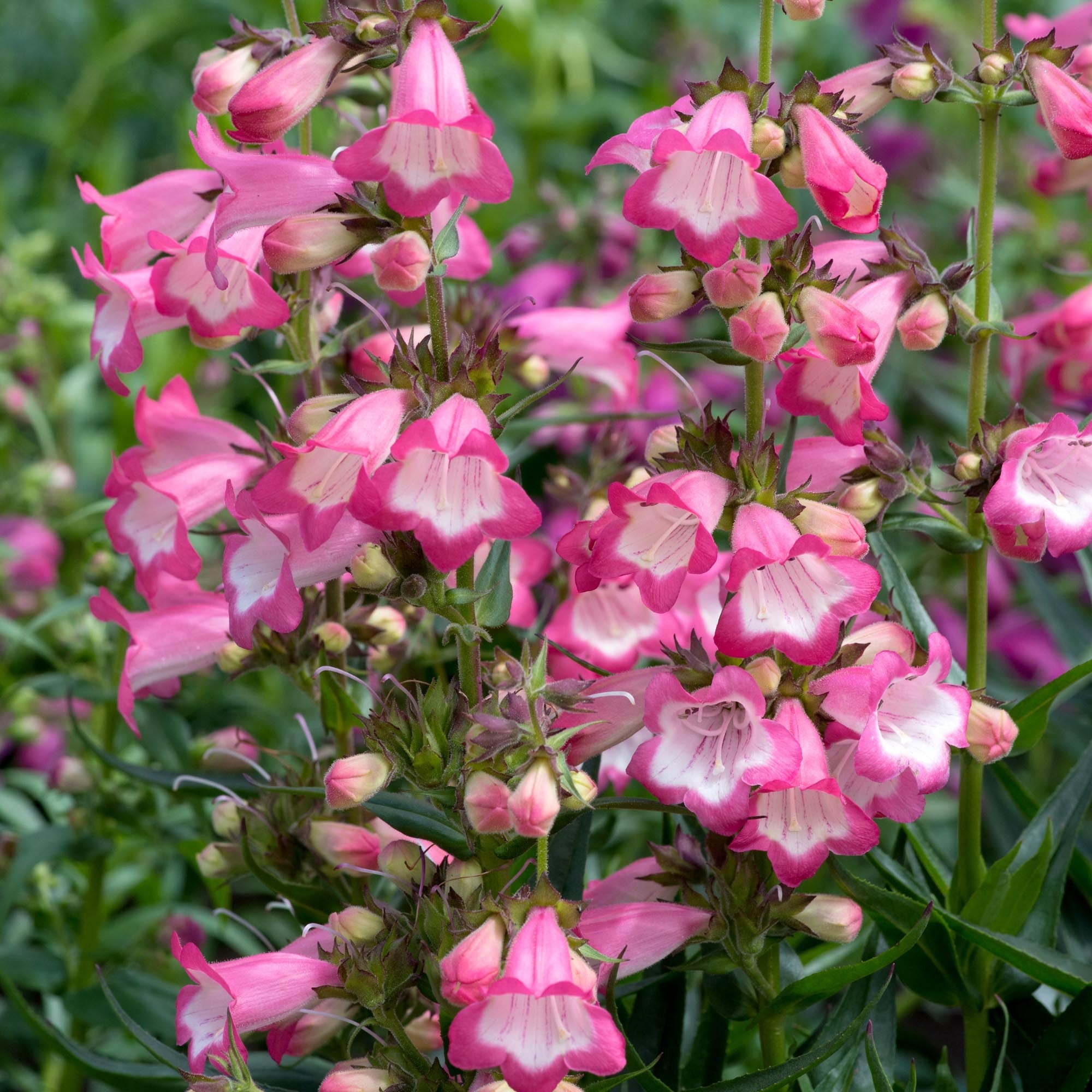 Harlequin™ Pink