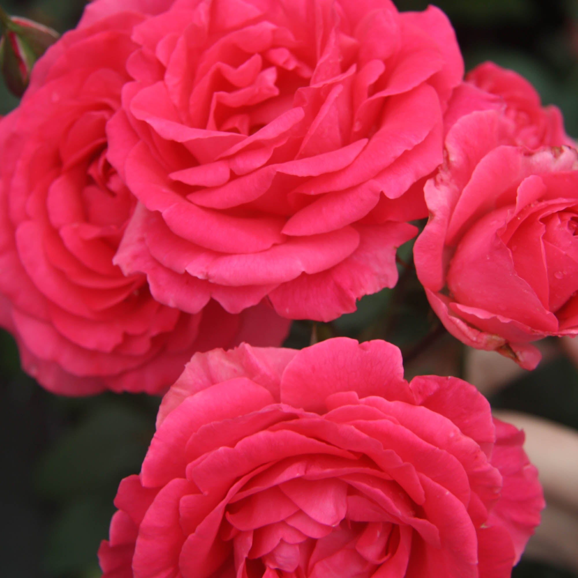 Tahitian Treasure Grandiflora Rose | Pink Rose Bush – Heirloom