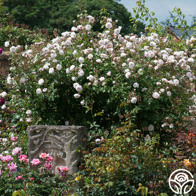 The Albrighton Rambler®