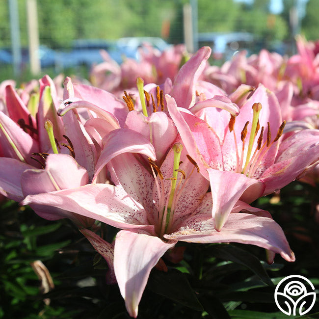 Lily – Heirloom