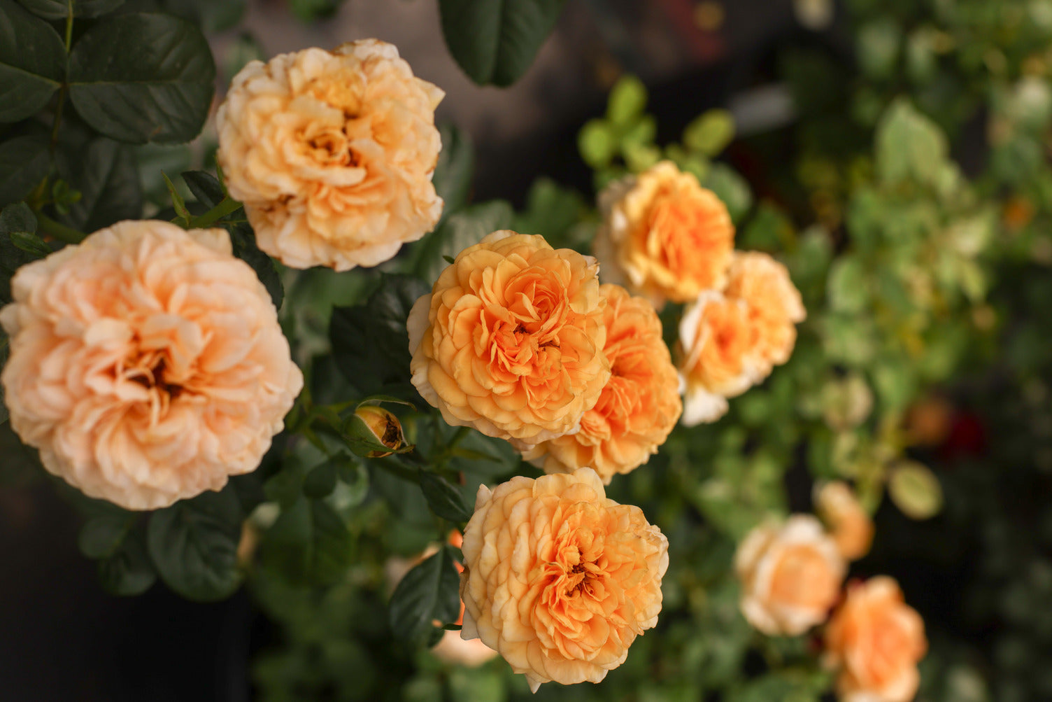 2026 New Introductions