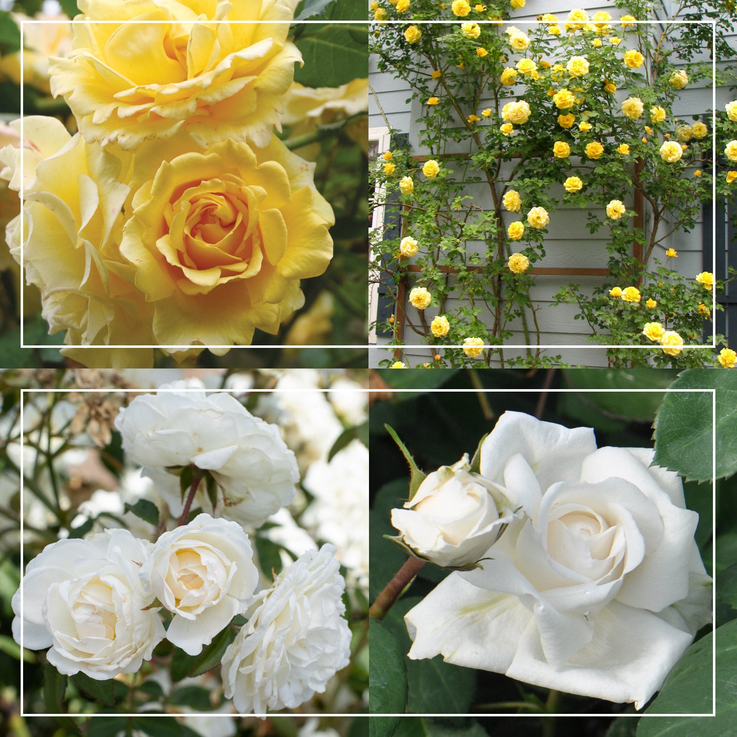 Romantic Climber Collection II Heirloom Roses