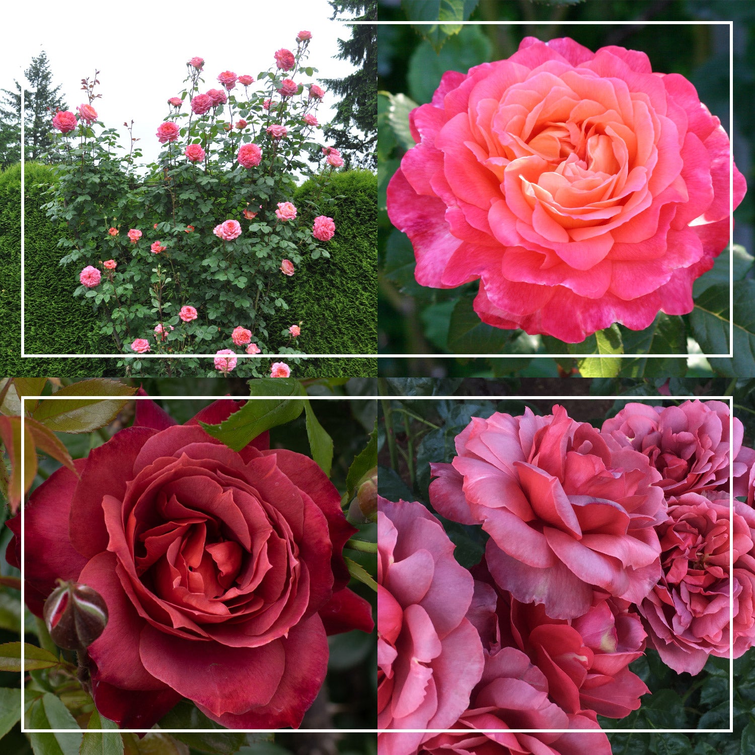 HeatTolerant Collection Heirloom Roses
