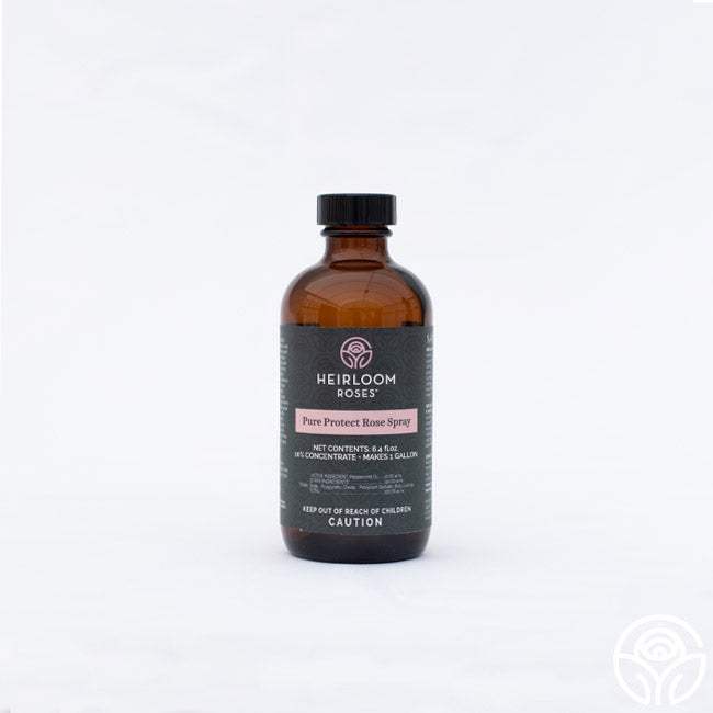 Pure Protect by Heirloom Roses