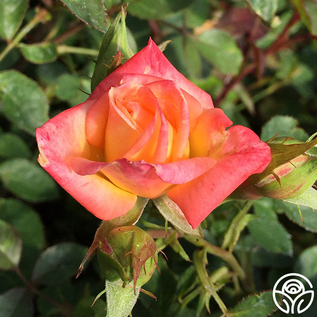 cinnamon rose plant Cinnamon Delight – Heirloom