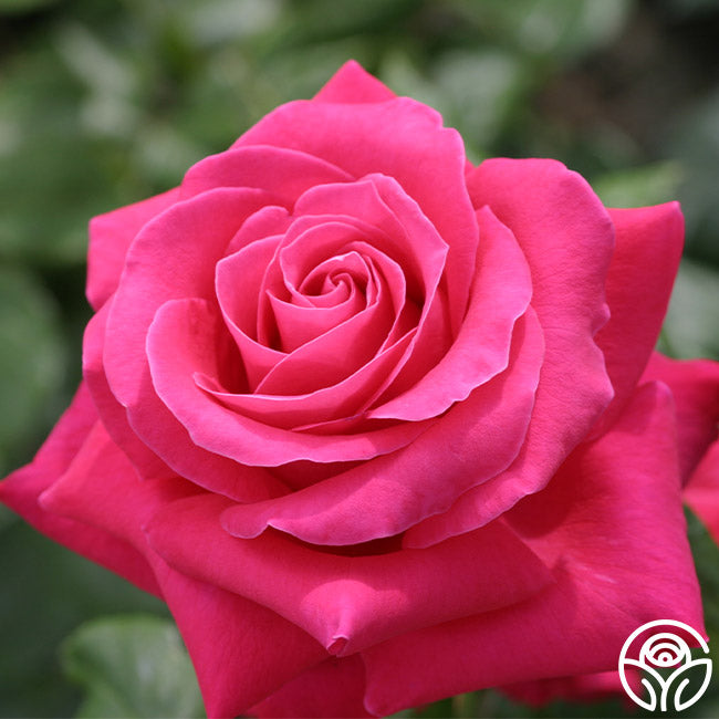 Lady Mitchell Hybrid Tea Rose | Fragrant Rose Plant – Heirloom Roses
