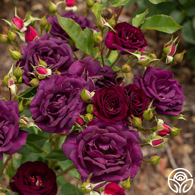 Midnight Blue Rose - Shrub - Very Fragrant – Heirloom Roses
