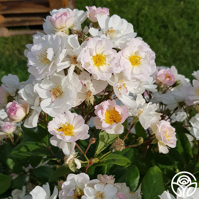 Never Forget Rose® | White Hybrid Musk Rose Bush – Heirloom