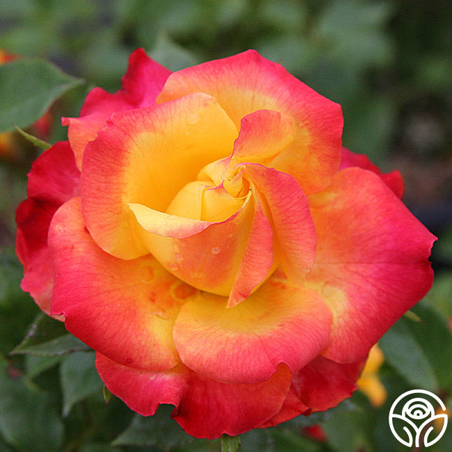 Rainbow Sunblaze Heirloom Rainbow Sunblaze Heirloom