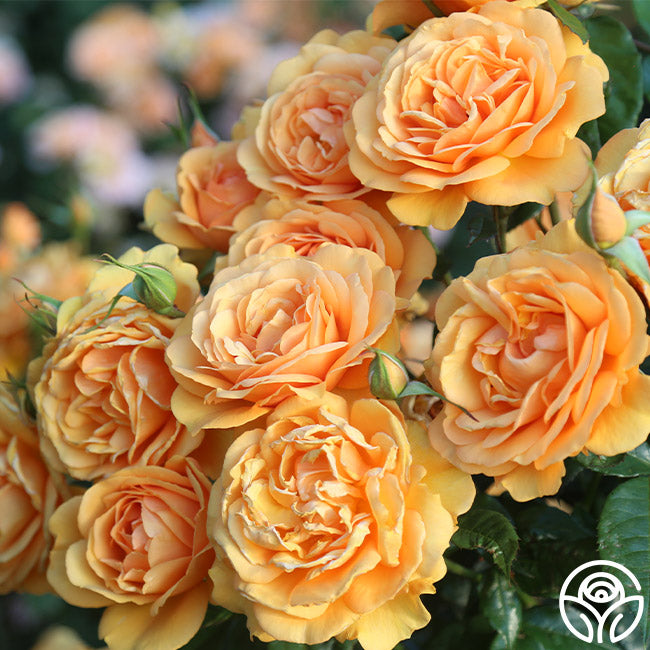Heirloom Roses Orange Rose Bush Live Plants Heirloom Roses Orange Rose Bush Live Plants