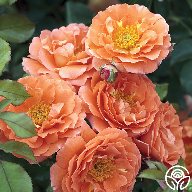 Adobe Sunrise™ – Heirloom Roses