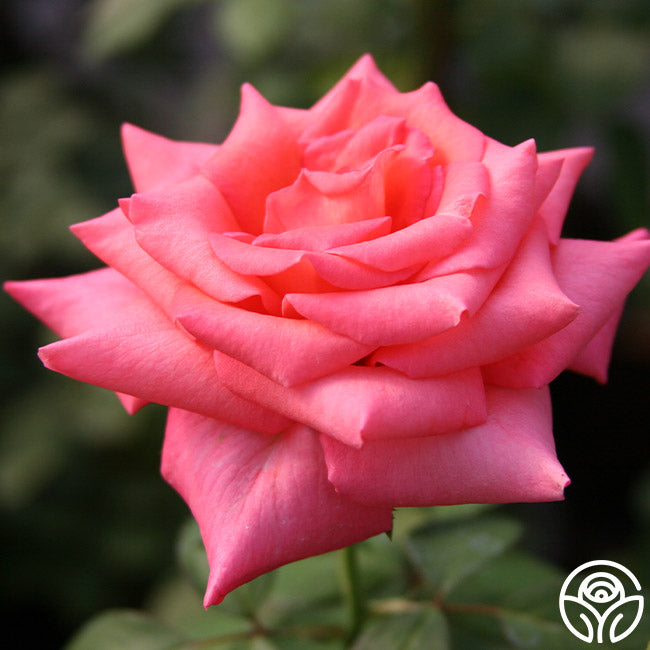 Awareness Hybrid Tea Rose | Fragrant Rose Plant – Heirloom Roses