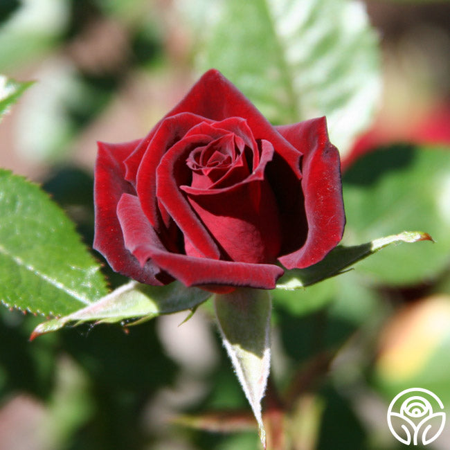 black jade rose seeds Black Jade – Heirloom