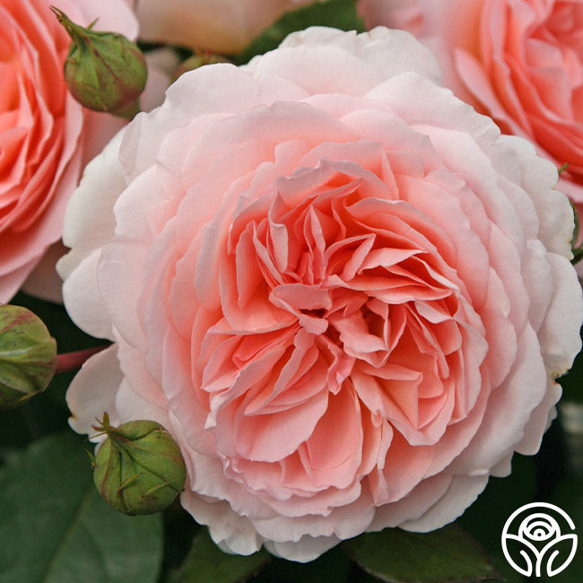 Parfuma Bliss Floribunda Rose | Pink Rose Bush Heirloom Parfuma Bliss Floribunda Rose | Pink Rose Bush Heirloom