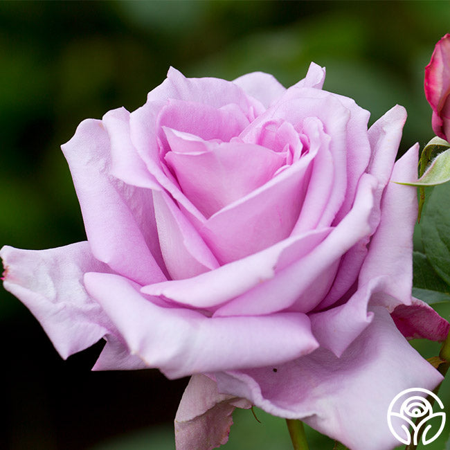 blue moon rose seeds Blue Moon®