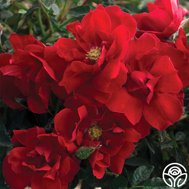 Brick House™ Red Rose Plant Heirloom Roses