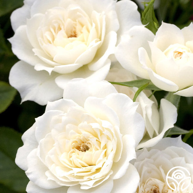Bridal Sunblaze Miniature Rose | White Rose Bush – Heirloom