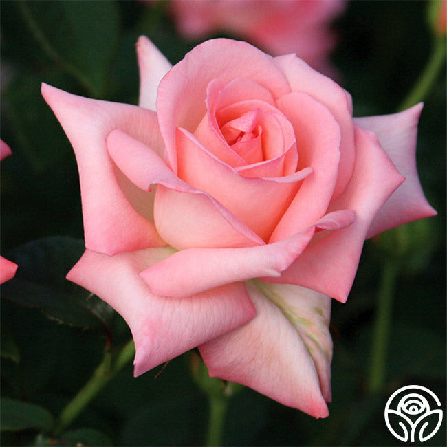 Bride Rose Hybrid Tea Very Fragrant Heirloom Roses