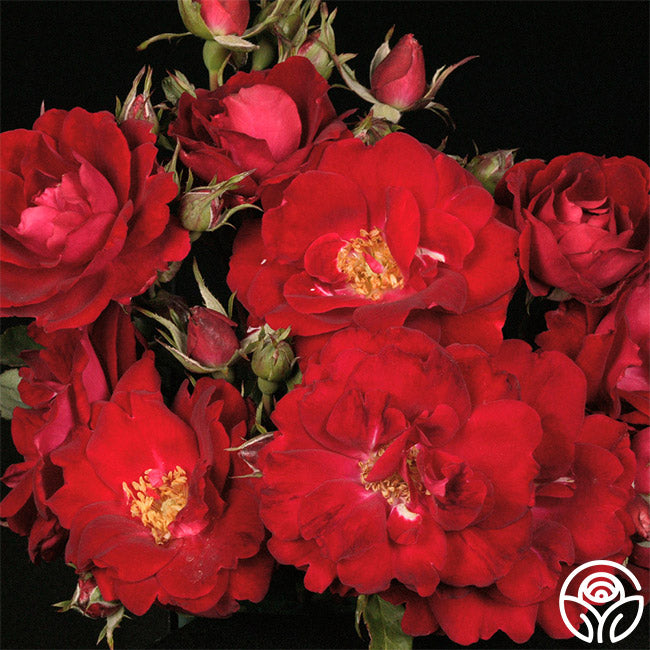 Champlain Rose Hardy Lightly Fragrant Heirloom Roses