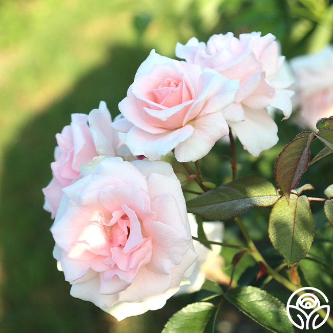 Chorale Hardy Rose | Pink Rose Bush – Heirloom Roses