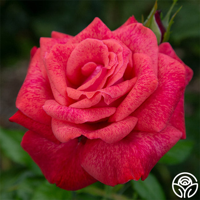 Cinnamon Dolce™ | Pink Hybrid Tea Rose Bush – Heirloom
