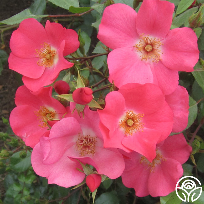 Coral Meidiland Rose - Landscape - – Heirloom Roses